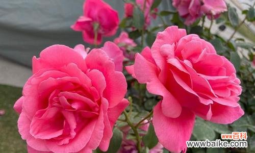 表示尊敬崇高的花花语是什么？如何正确表达尊敬与崇高？