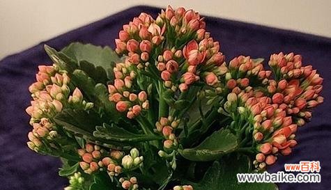 表示尊敬崇高的花花语是什么？如何正确表达尊敬与崇高？