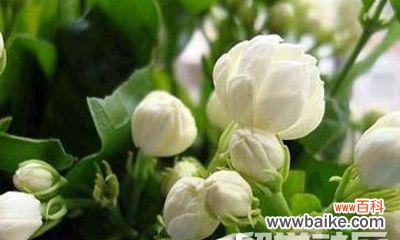 表示尊敬的花花语是什么？如何用花表达尊敬？