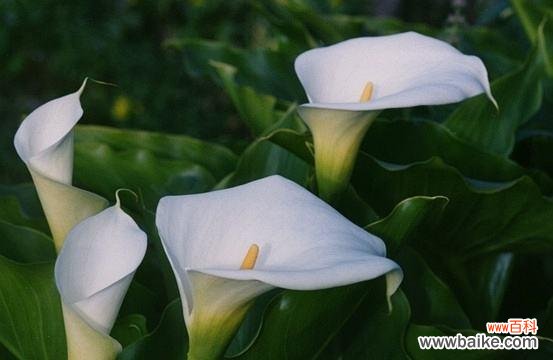 表示尊敬的花花语是什么？如何用花表达尊敬？