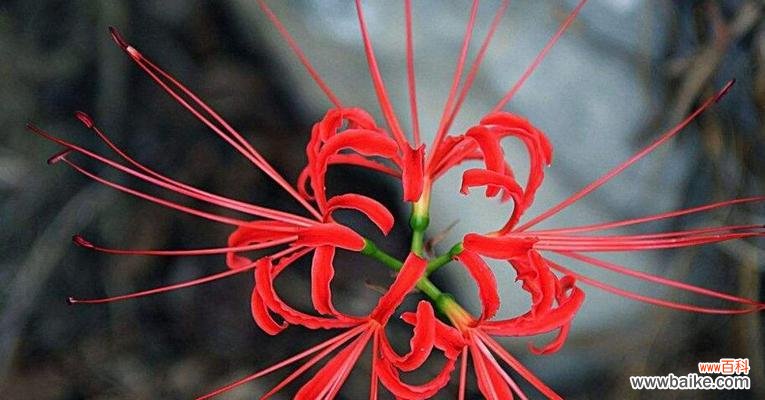 表示自负的花花语是什么？自负的花有哪些特点？