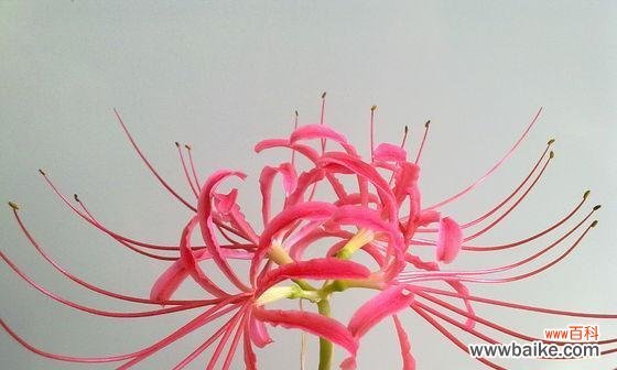 表示自负的花花语是什么？自负的花有哪些特点？