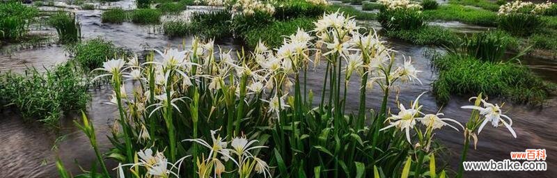 表示自负的花花语是什么？自负的花有哪些特点？