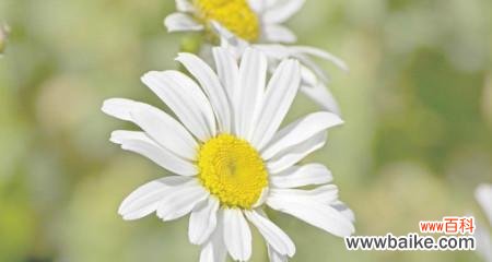 小雏菊的象征意义和心情表达方式 小雏菊的花语和寓意解析
