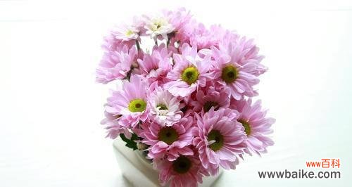 小雏菊的象征意义和心情表达方式 小雏菊的花语和寓意解析