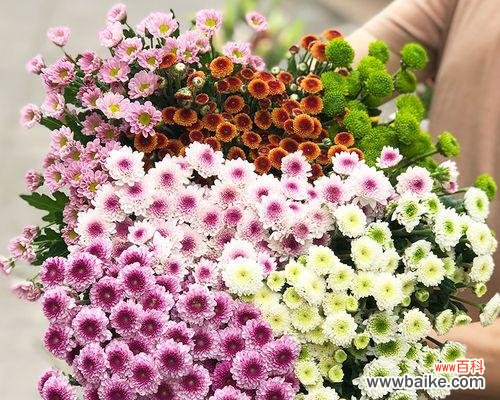 探寻小雏菊的隐含含义 小雏菊的寓意和象征意义