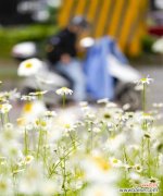 探寻小雏菊的隐含含义 小雏菊的寓意和象征意义