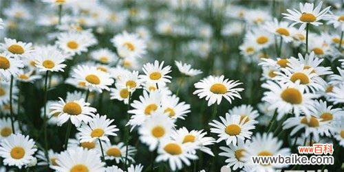 探寻小雏菊带给我们的启示与意义 小雏菊的象征意义与寓意