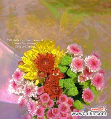 探寻小雏菊带给我们的启示与意义 小雏菊的象征意义与寓意