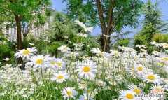 探寻小雏菊带给我们的启示与意义 小雏菊的象征意义与寓意