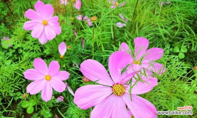 探索格桑花的花语 格桑花的花语与含义