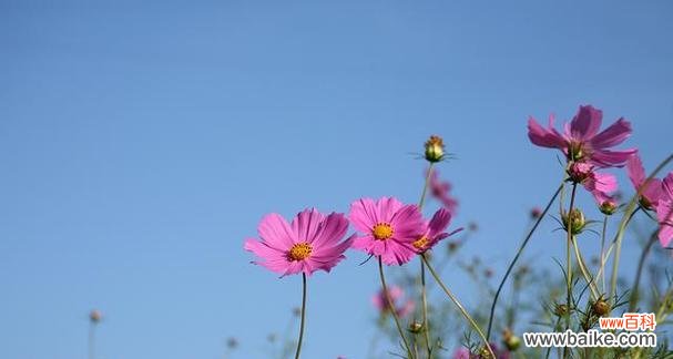 探索格桑花的花语 格桑花的花语与含义