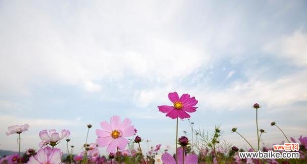 探索格桑花的花语 格桑花的花语与含义
