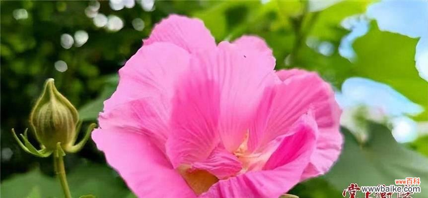 探究芙蓉花的文化内涵与美学价值 芙蓉花的象征意义