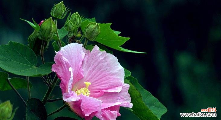 探究芙蓉花的文化内涵与美学价值 芙蓉花的象征意义
