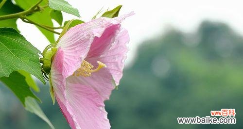 探究芙蓉花的文化内涵与美学价值 芙蓉花的象征意义