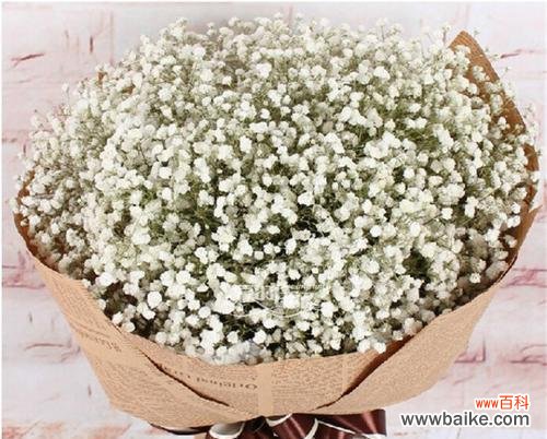 满天星 满天星花语与寓意