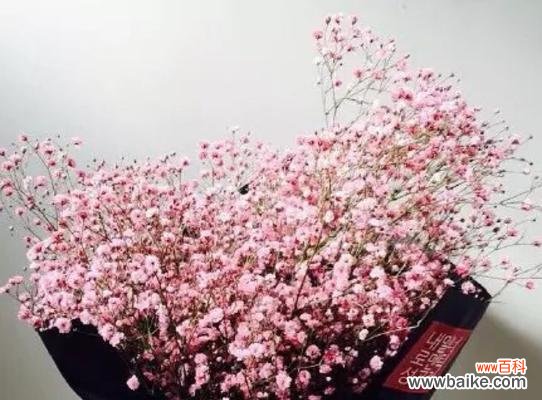 满天星 满天星花语与寓意