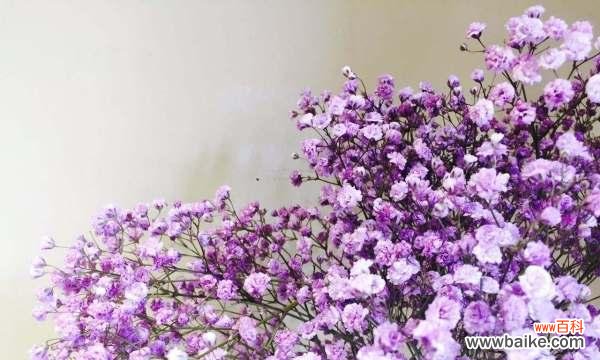 满天星 满天星花语与寓意