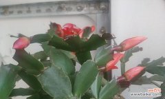 揭开蟹爪兰花语的神秘面纱 蟹爪兰花语之美
