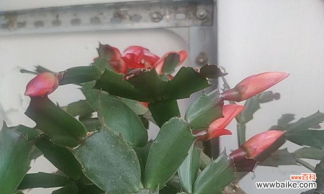 揭开蟹爪兰花语的神秘面纱 蟹爪兰花语之美