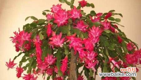 揭开蟹爪兰花语的神秘面纱 蟹爪兰花语之美