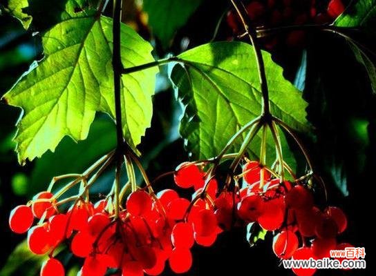 红豆的美丽与情感的象征 红豆花语及其寓意