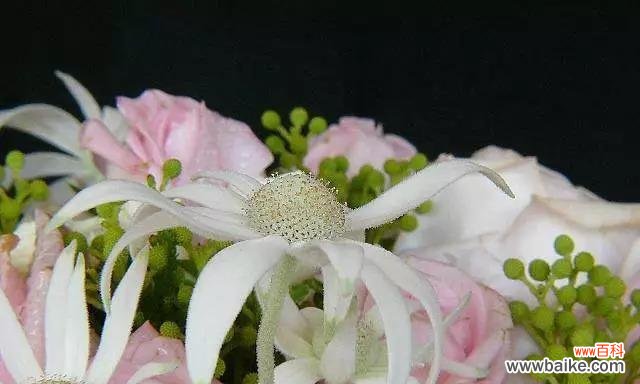 红尘中的刀剑情缘 九月桃花刀