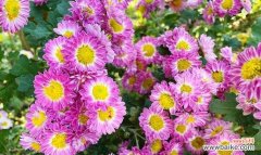 用花言融化心意 荷兰菊花语