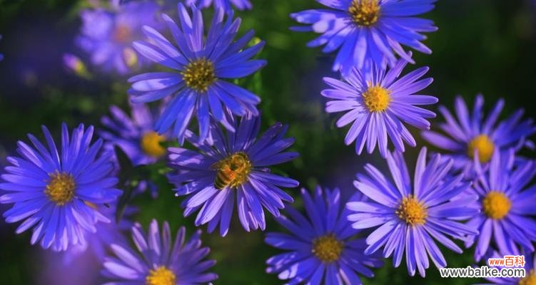 用花言融化心意 荷兰菊花语