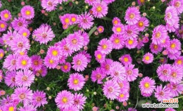 用花言融化心意 荷兰菊花语