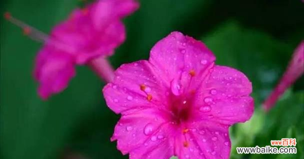 揭示紫茉莉花语的深刻内涵及意义 紫茉莉花语