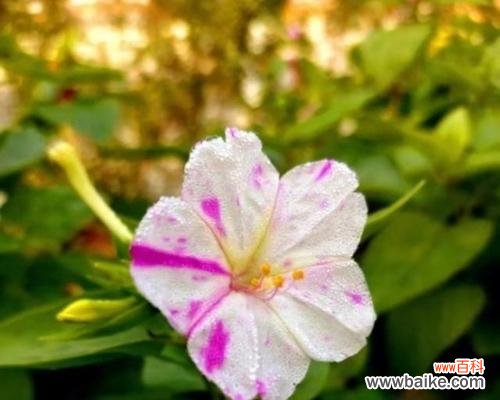 揭示紫茉莉花语的深刻内涵及意义 紫茉莉花语