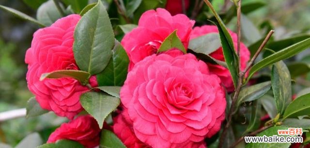 探寻白茶花花语的真谛 白茶花的花语与寓意——传递纯洁与祝福