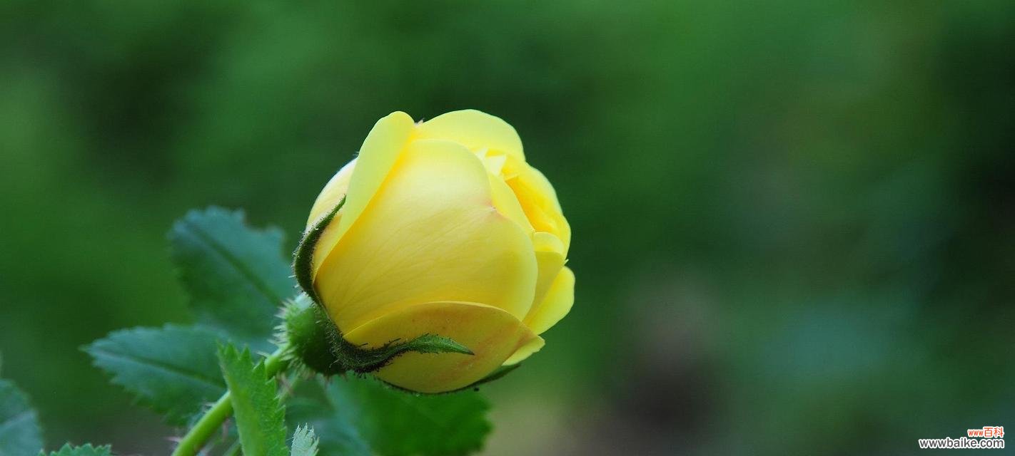 唤醒心灵的明黄妖艳 黄玫瑰花语之美