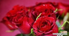 探索玫瑰花所传达的深层含义和文化意义 玫瑰的花语和寓意