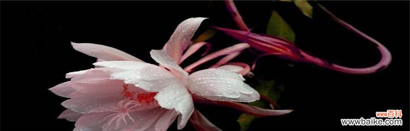 探索孤独在不同花语中的意义和表达方式 孤独之花的花语