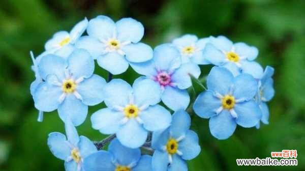 探索玫瑰花背后的友谊之意 友谊之花