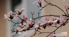 探寻玉兰花的花语和象征意义 玉兰花的寓意与象征