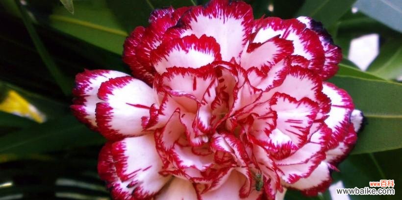 康乃馨花语中母爱的含义及象征意义 以康乃馨花语表达母爱的主题