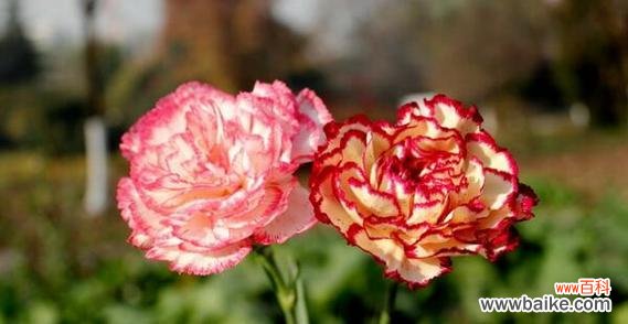 康乃馨花语中母爱的含义及象征意义 以康乃馨花语表达母爱的主题