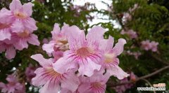 花开为谁落 暗恋之花——用花朵寄托暗恋情感