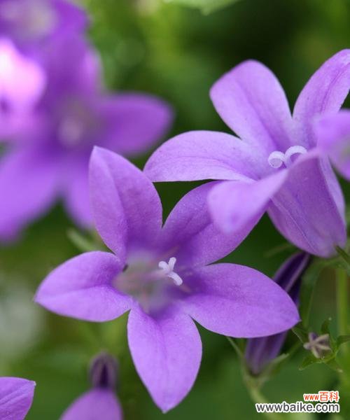 花开为谁落 暗恋之花——用花朵寄托暗恋情感
