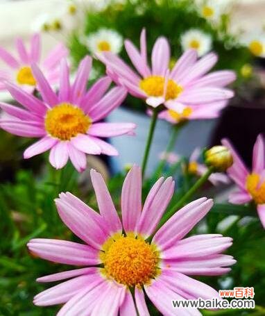 花开为谁落 暗恋之花——用花朵寄托暗恋情感