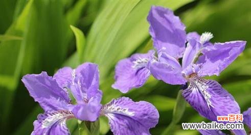 美丽的竹林中的意义——探索以武竹的花语 以武竹的花语与象征意义