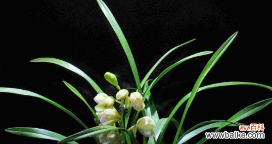 美丽的竹林中的意义——探索以武竹的花语 以武竹的花语与象征意义