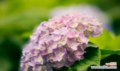 探索绣球花的美丽与意义 绣球花的花语和寓意