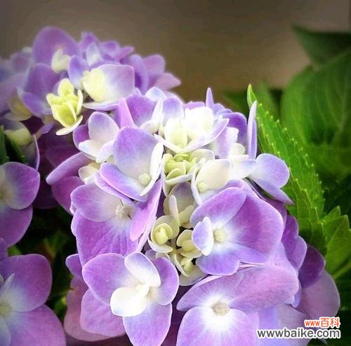 探索绣球花的美丽与意义 绣球花的花语和寓意