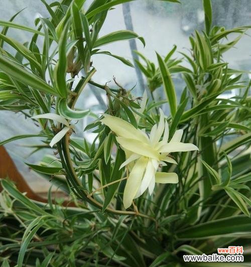 揭示金边吊兰花开的深层寓意 金边吊兰开花的寓意与意义