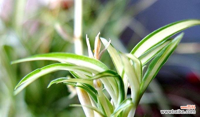 揭示金边吊兰花开的深层寓意 金边吊兰开花的寓意与意义